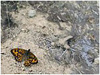 MARIPOSAS DE ASTURIAS - Satyridae Lasiommata megera - Saltacercas