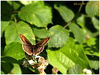 MARIPOSAS DE ASTURIAS - Satyridae - Satírido