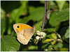 MARIPOSAS DE ASTURIAS - Satyridae - Satírido 