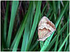 MARIPOSAS DE ASTURIAS - Satyridae - Maniola jurtina