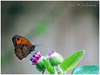 MARIPOSAS DE ASTURIAS - Satírido