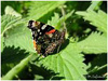 MARIPOSAS DE ASTURIAS - Vanessa Atalanta