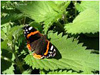 MARIPOSAS DE ASTURIAS - Vanessa Atalanta - Nymphalidae