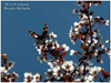 MARIPOSAS DE ASTURIAS - Vanessa Atalanta - Ninfálidos