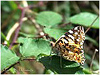 MARIPOSAS DE ASTURIAS - Vanesa de los cardos