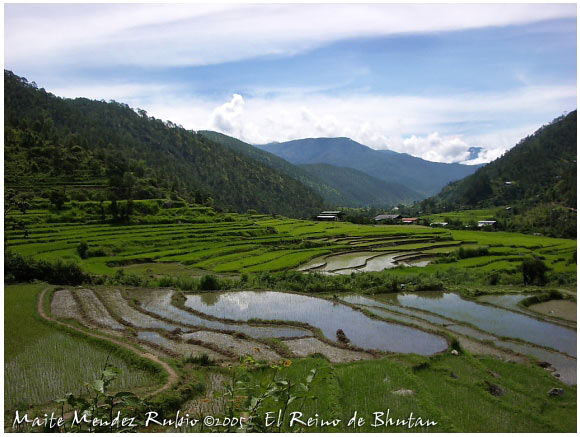 campos de arroz en las tierras del Reino de Bhutan..