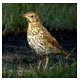 Zorzal común (Turdus philomelos)