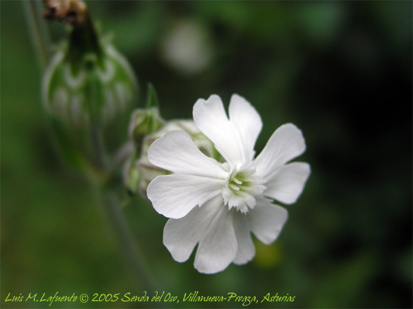 Silene dioica