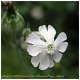 estas flores las hay machos y hembras y nacen en plantas diferentes, eso quiere decir "dioica"