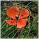 rojas amapolas..