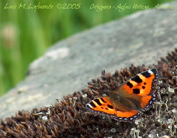 Mariposa Ortiguera, Aglais urticae, Senda del oso, Asturias..