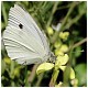 mariposas entre vegetación, bosque y prados..