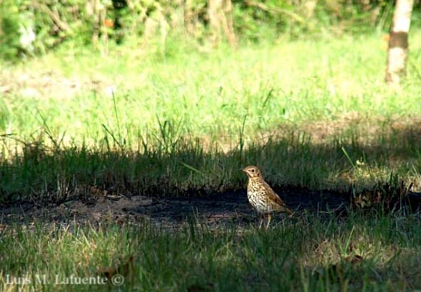 Tordo Zorzal común (Turdus philomelos) 
