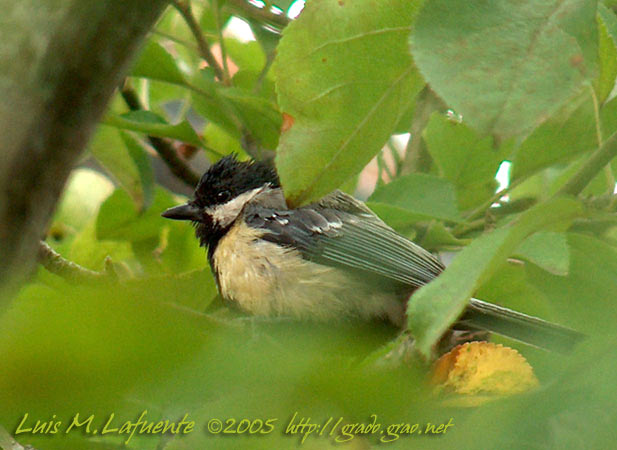 El Carbonero común, (Parus major) es muy  abundante en la ribera del rio Cubia.
