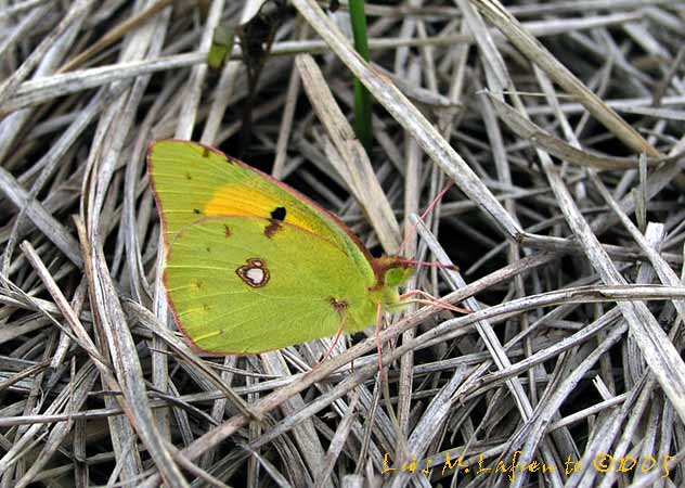 Colias común, habitat del Cubia 