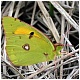 Colias común, habitat del Cubia 