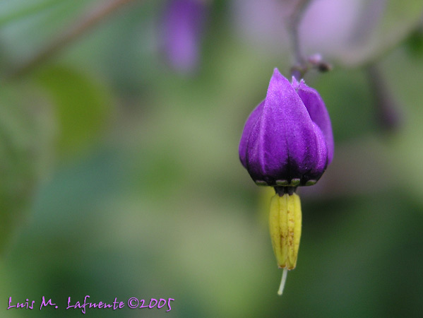 Fotografía Artística de la Naturaleza