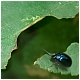 Estampas del Rio Cubia - Grado - Asturias - y por si no fuese suficiente con la grafiosis.. la comen hasta los escarabajos.