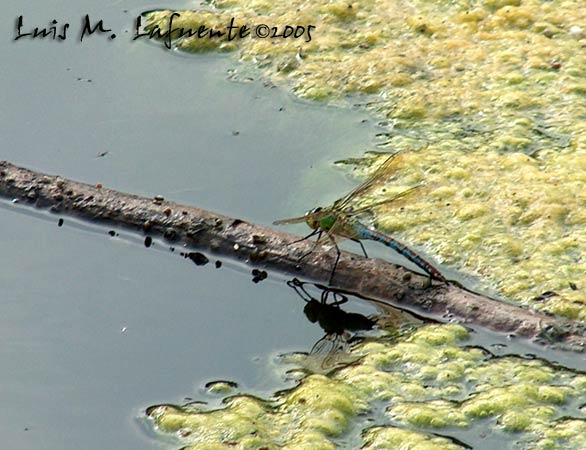 la Gran libélula real, Anax imperator,  introduce el abdomen en el agua y deposita parte de los huevos..