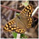 Estampas del Rio Cubia - Grado - Asturias - Mariposa