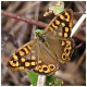 Estampas del Rio Cubia - Grado - Asturias - Mariposa