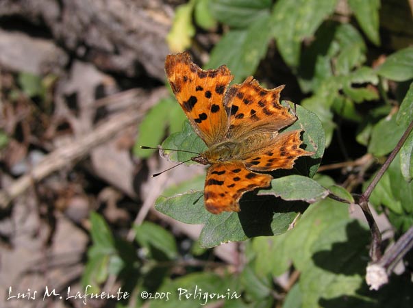 Polygonia