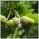 roble y bellotas en Temia, Grado, Asturias