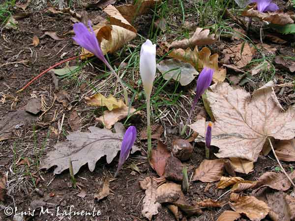 Crocus albiflorus, Azafrán blanco, dificil de ver..