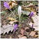 En el centro un inusual crocus albiflorus o azafrán blanco..