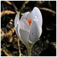 Crocus blanco