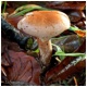 boletus