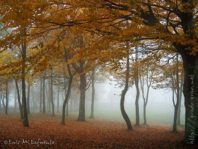 Bosque de hayas, castaños y robles bajo la niebla del alba.. 