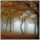 Bosque de hayas, castaños y robles entre la niebla del alba.. amanece en Asturias..