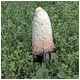 Coprinus Comatus