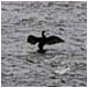 el cormoran intenta secar sus alas en la cuenca del Narcea..
