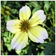 una bella flor tardía en la Vega del Narcea 