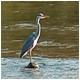 La garza, azote de pescadores, vigila su territorio  al atardecer a la búsqueda de cualquier alimento que cruce ante su campo visual..