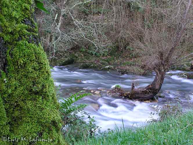 Los rios asturianos son de corto recorrido pero de gran desnivel, así las aguas tras los temporales bajan arrollandolo todo. Curso alto del  rio Cubia.