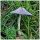 Sombrilla