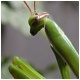 La Mantis religiosa parece que está rezando, solo lo parece..