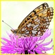 la Perlada castania es una mariposa pequeña pero muy hermosa