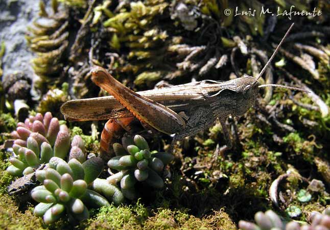 Saltamontes..