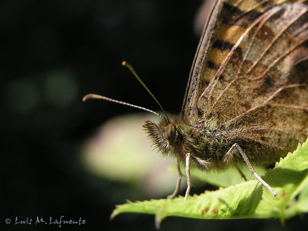 además de lengua, las mariposas tienen bigote..