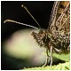 además de lengua, las mariposas tienen bigote..
