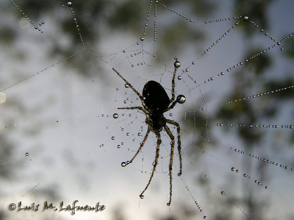 una araña espera cargada del rocio de la noche a que lleguen los primeros rayos de sol..