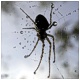 una araña espera cargada del rocio de la noche a que lleguen los primeros rayos de sol..