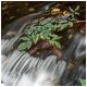 Cascada en el rio Nonaya, en el vecino concejo de Salas