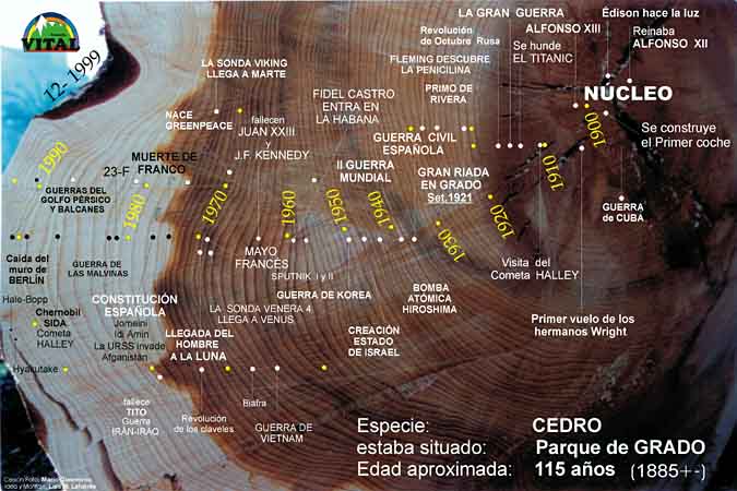 En Diciembre de 1999 un vendaval  tiró varios cedros en Grado, en el parque de arriba, ésta es la historia de uno de ellos, El Señor de los Anillos..