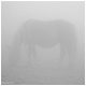 Caballos en la niebla