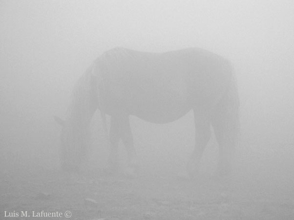 caballos en la niebla..